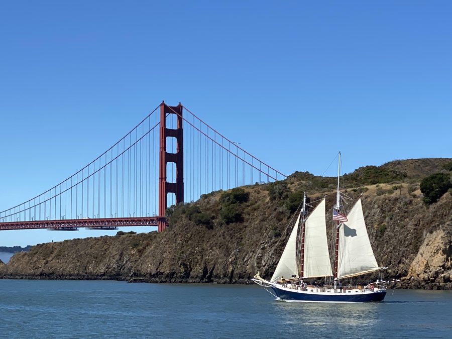 Wildlife Nature Sail under golden gate bridge